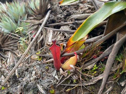 Heliamphora nutans