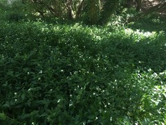 Tradescantia fluminensis