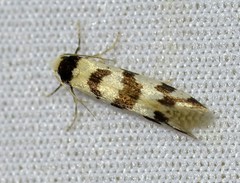 Lepidoscia characota