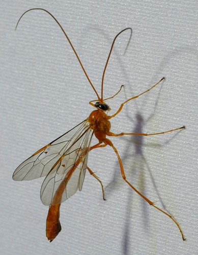 Enicospilus pulkus