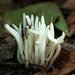 Clavaria fragilis vermicularis - Photo (c) manual crank, some rights reserved (CC BY-NC-SA)