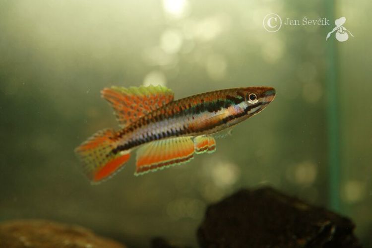 Two-Stripped Aphyosemion
