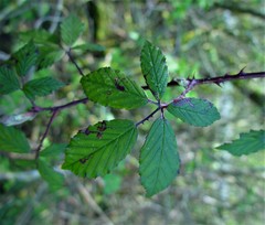 Rubus lindleianus
