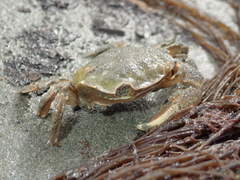 Hemigrapsus crenulatus