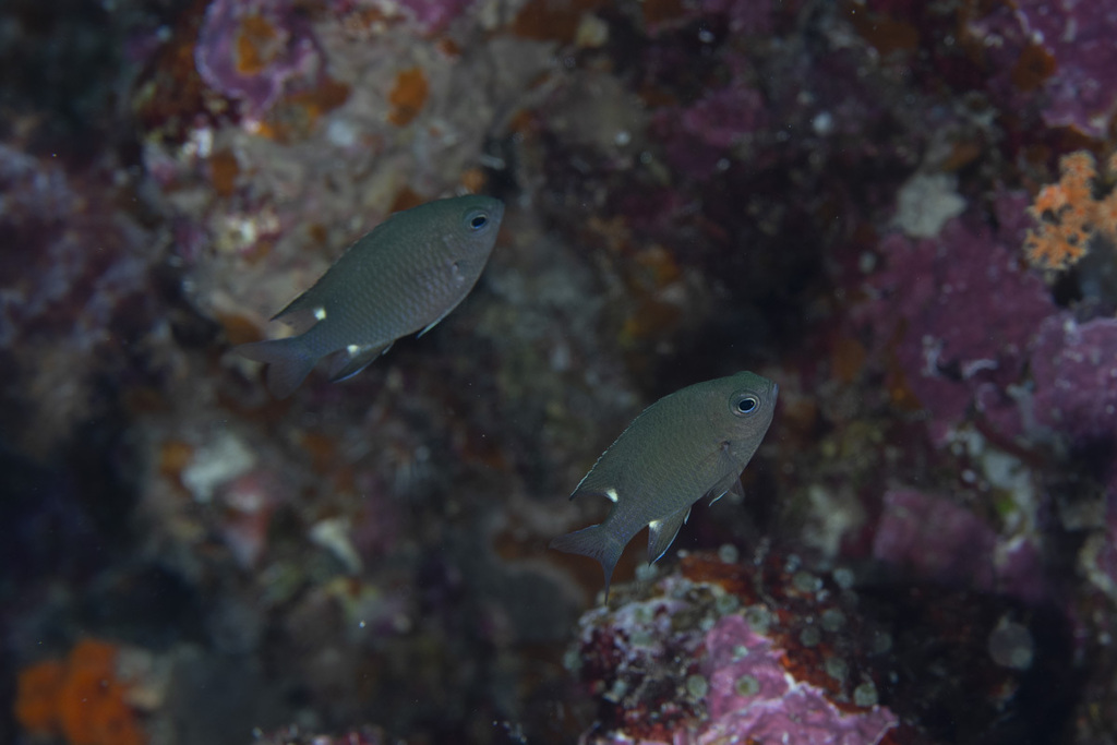 twinspot chromis (Chromis elerae)