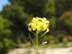 Brassica repanda
