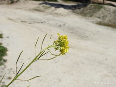 Brassica repanda