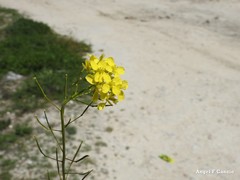 Brassica repanda