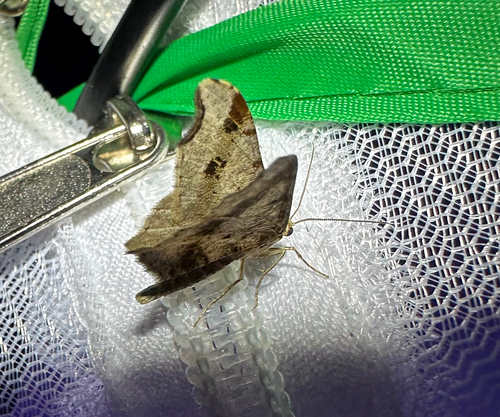 Sharp-angled Peacock Moth