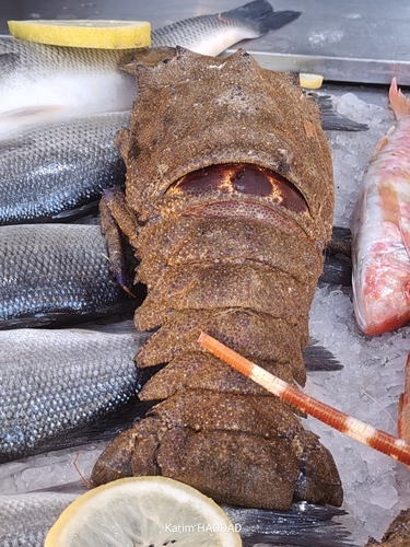 Mediterranean Slipper Lobster