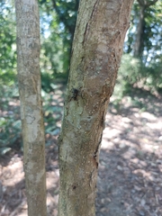 Casearia corymbosa, photograph (c) Juan Cruzado Cortés, some rights reserved (CC BY)