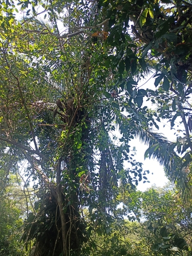 Attalea butyracea, photograph 4