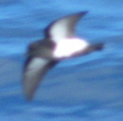 Fregetta tropica