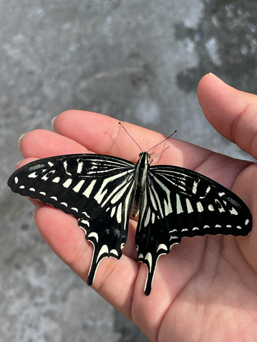 Chinese Yellow Swallowtail