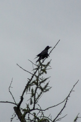 Corvus frugilegus