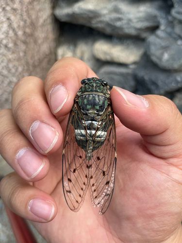 Robust Cicada