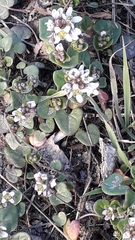 Cochlearia officinalis