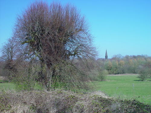 Common Lime
