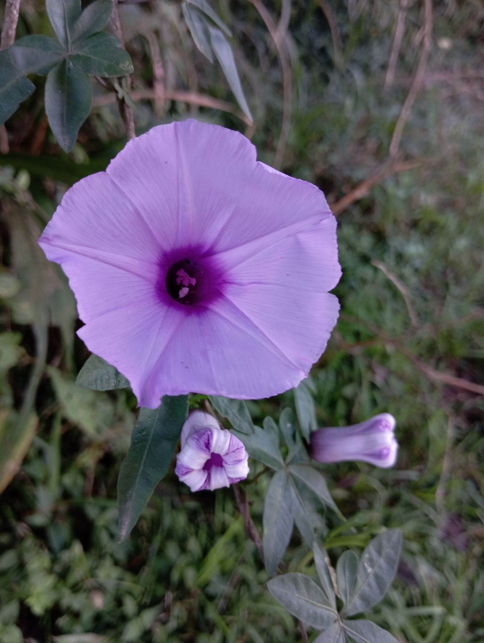 Ipomoea cairica