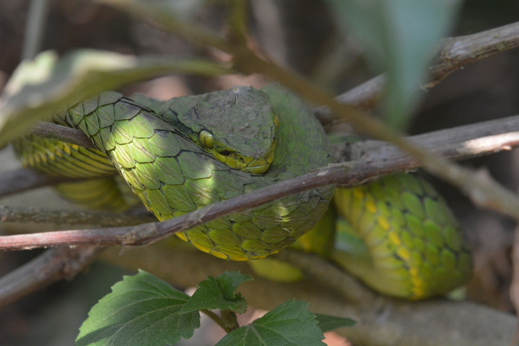 Large-scaled Pit Viper