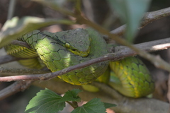 Craspedocephalus macrolepis