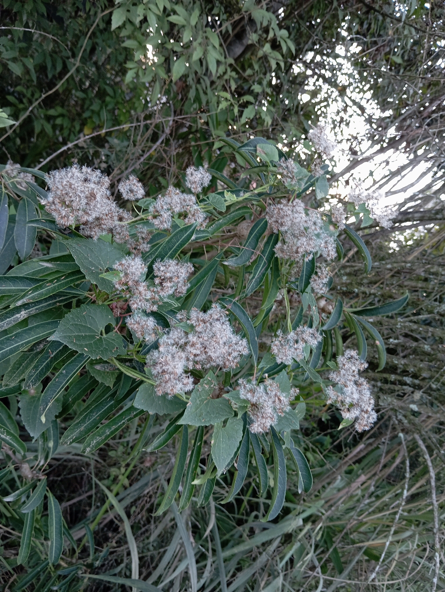 Mikania cordifolia