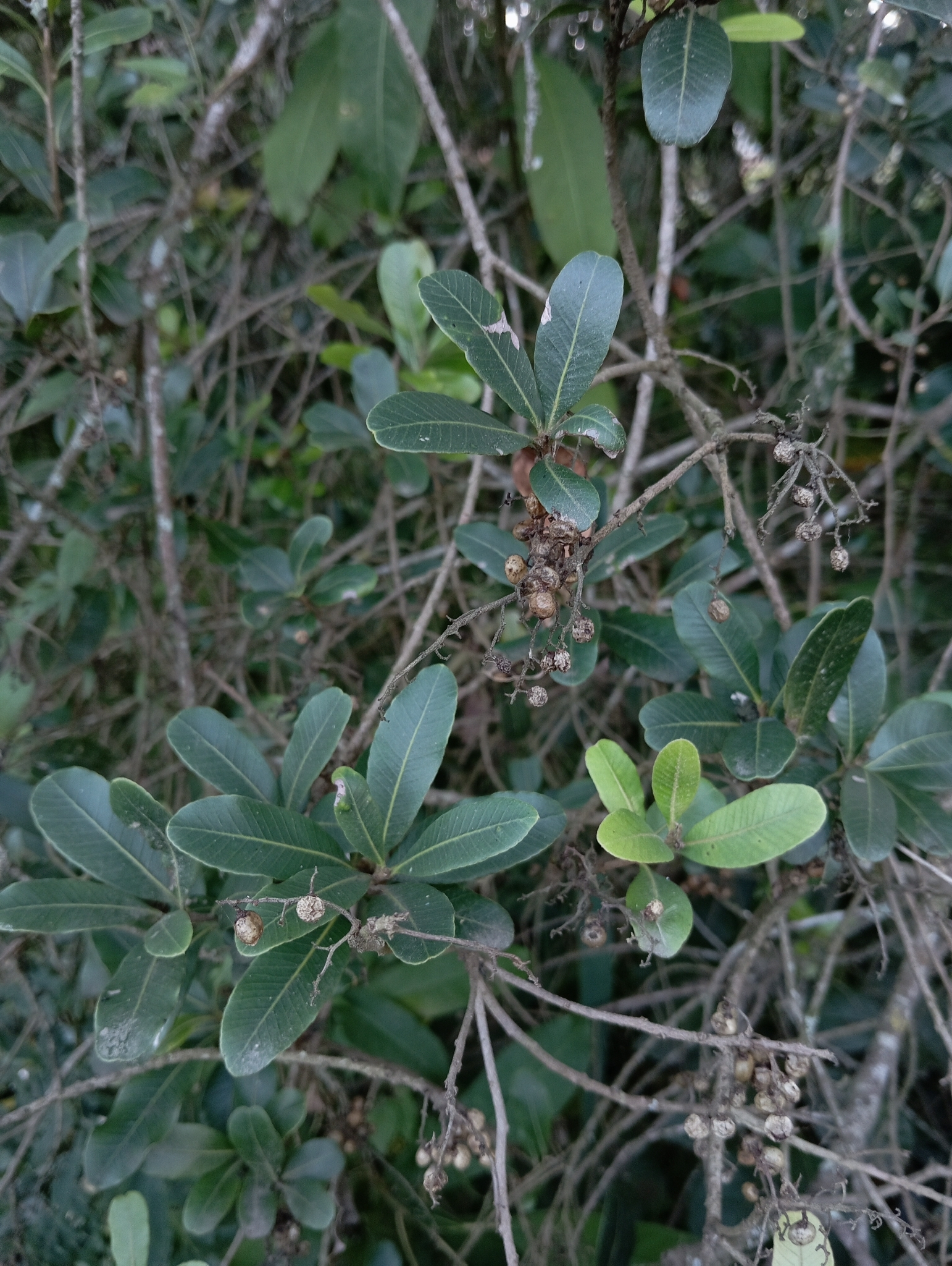 Lithraea brasiliensis