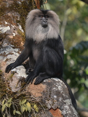 Macaca silenus
