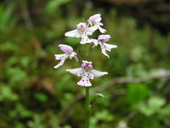 Media resource of Galearis rotundifolia