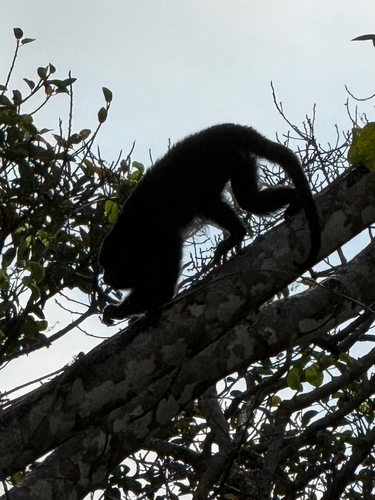Yucatán Black Howler Monkey