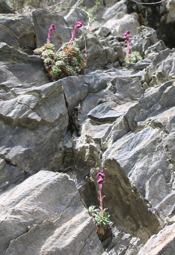 Saxifraga media, photograph 3