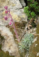 Saxifraga media, photograph (c) Lídia Carrera, some rights reserved (CC BY)