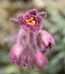 Saxifraga media, photograph (c) Lídia Carrera, some rights reserved (CC BY)