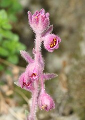 Saxifraga media