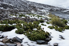 Werneria dactylophylla