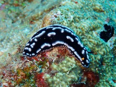 Phyllidiella striata