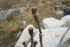 Descurainia athrocarpa