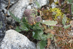 Senecio rhizomatus