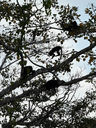 Yucatán Black Howler Monkey