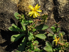 Crepidiastrum