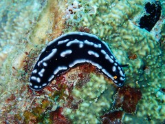 Phyllidiella striata