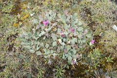 Nototriche flabellata