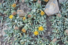 Senecio vegetus