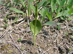 Ophioglossum pusillum