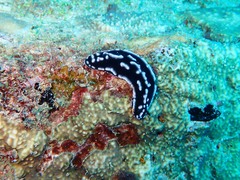 Phyllidiella striata