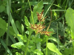 Cyperus longus