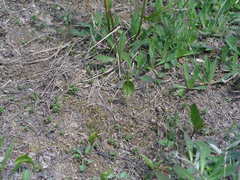 Ophioglossum pusillum