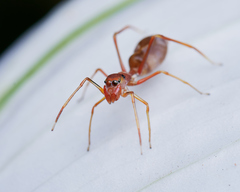 Myrmaplata plataleoides