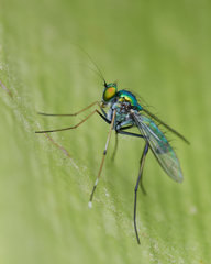 Dolichopodidae