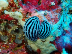 Phyllidiella